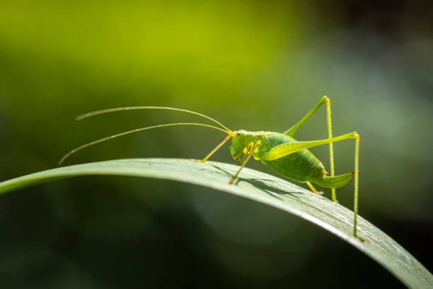 Close-up pf a speckled bush-cricket, Leptophyes punctatissima