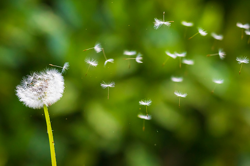 Dandelion seeds blowing away with the wind in a natural blooming meadow.