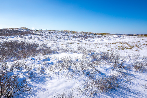 Snowy and ice winter landscape at the Amsterdamse Waterleidingduinen, clear blue sky.