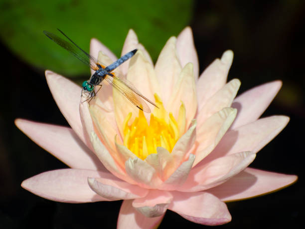 blue dasher dragonfly, Pachydiplax longipennis, on water lily stock photo