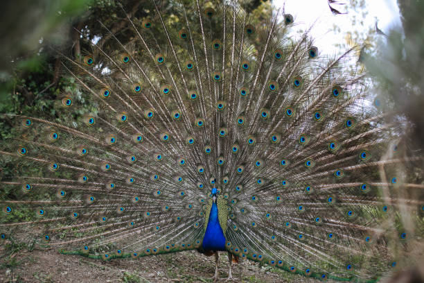 istock Closeup of male peacock with open tail 1389192599