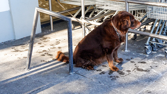 Dog waiting for owner in front of a local shop