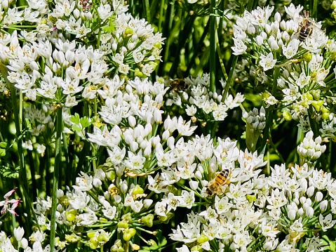 Horizontal high angle closeup photo of two bees gathering pollen and nectar from small star shaped white flowers on Garlic Chive plants growing in an organic vegetable garden in Autumn.