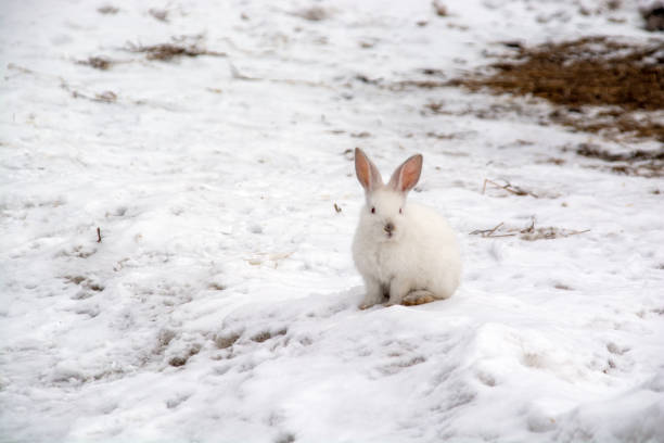 istock a small white rabbit runs through the snow in the forest. 1389193532