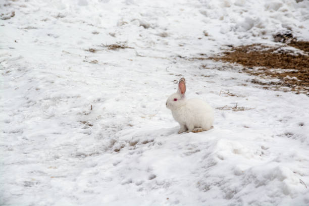 istock a small white rabbit runs through the snow in the forest. 1389193534