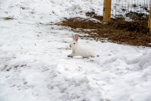 istock a small white rabbit runs through the snow in the forest. 1389193547