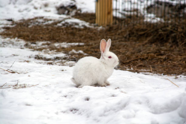 istock a small white rabbit runs through the snow in the forest. 1389193549