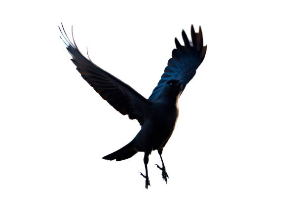 istock Jackdaw opening its wings 1389194386