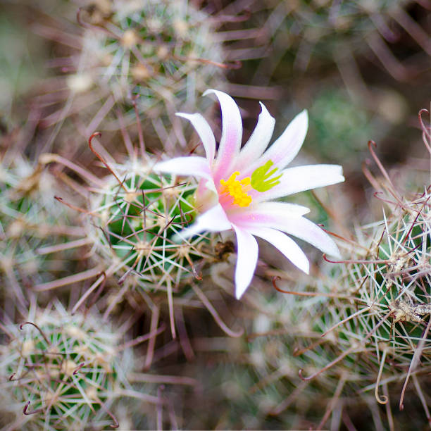 flower of fishhook cactus, mammillaria thornberi - mammillaria cactus imagens e fotografias de stock