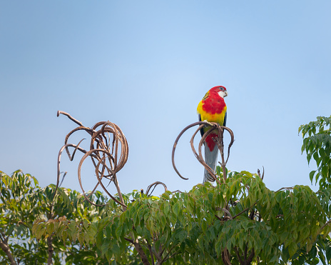 Beautiful red parrot with white beak sitting on the tree top