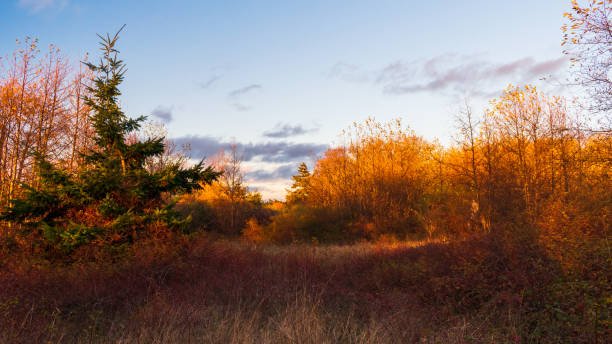 istock Golden Light Shines on Trees in Park 1389199991