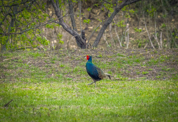 istock Wild pheasant in its natural habitat close-up 1389201031