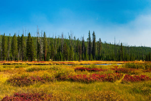 istock Lewis River, Yellowstone National Park 1389201056