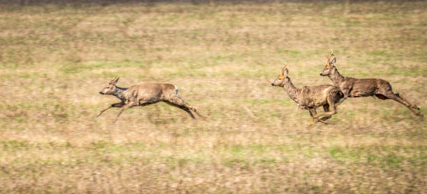 istock Wild deer are jumping very fast across the field 1389201189