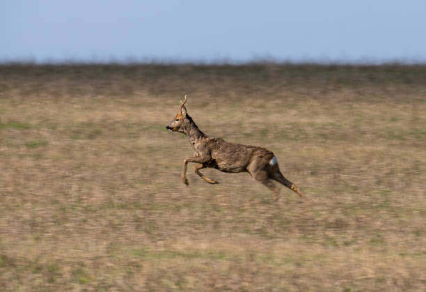 istock Wild deer are jumping very fast across the field 1389201194