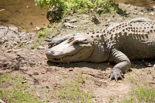 istock the alligator is resting on the river bank 1389201729