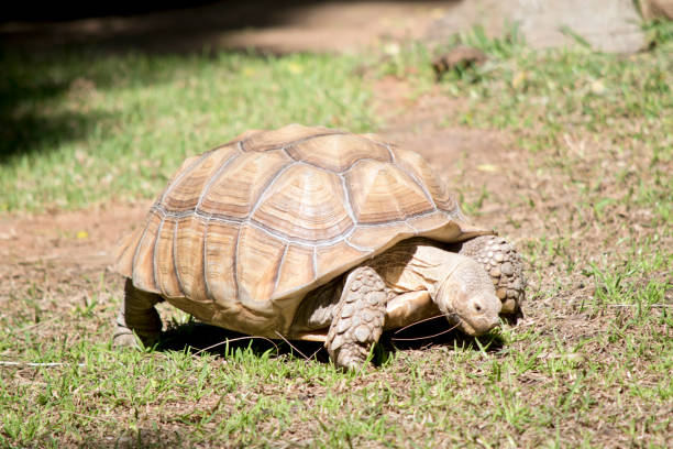 istock the tortoise is all brown to match his surroundings 1389201732