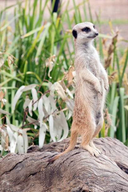 istock the meerkat has light tan fur with a black nose 1389201762