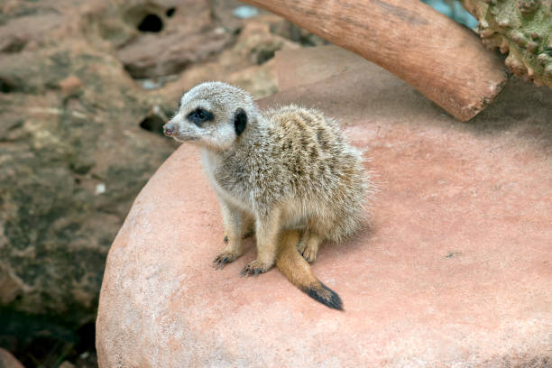 istock the meerkat is sitting on a rock 1389201789