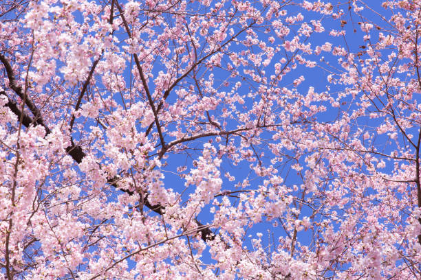 istock Cherry blossom trees in Central Park 1389201993