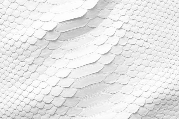 white background from natural serpentine leather. python skin natural snake skin texture, white leather background reticulated python stock pictures, royalty-free photos & images