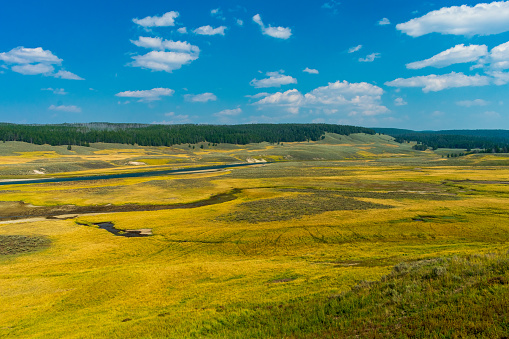 The Yellowstone River flows through lush, green Hayden Valley in Yellowstone National Park, USA
