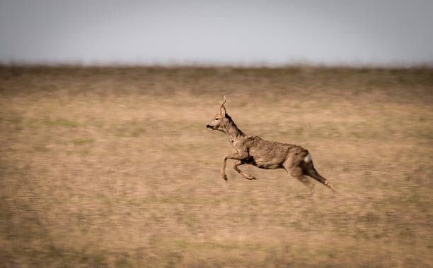 istock Wild deer are jumping very fast across the field 1389202802