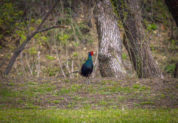 istock Wild pheasant in its natural habitat close-up 1389203461