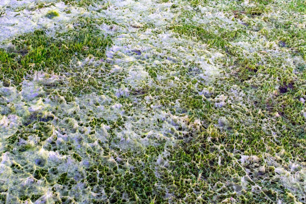 istock Filamentous Algae on Whidbey Island, Washington 1389205020