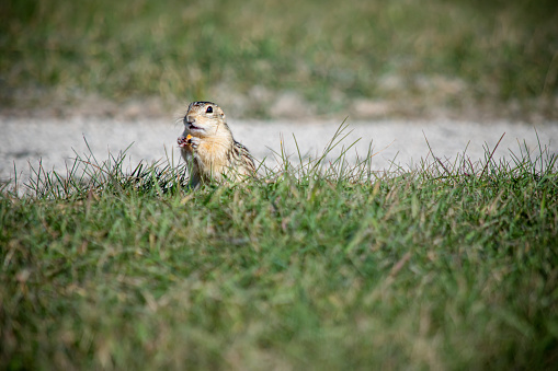 This prairie dog, called the thirteen-lined ground squirrel is eating a nut