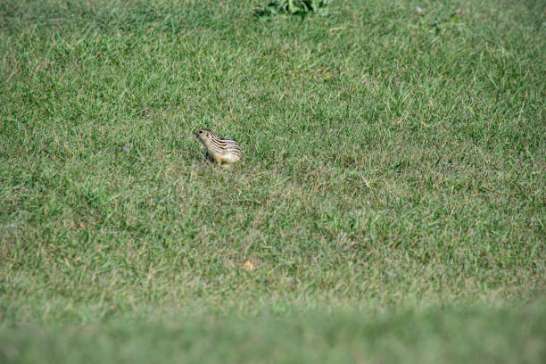 istock Prairie dog habitat 1389206154
