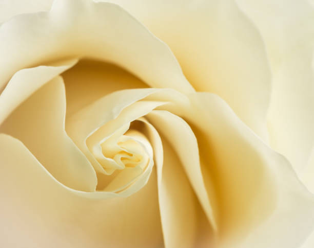 istock White Chocolate or Vendela rose petals close up with soft focus. 1389207048