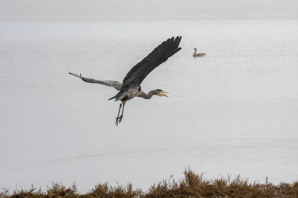 istock Great Blue Heron, Whidbey Island, WA 1389212095