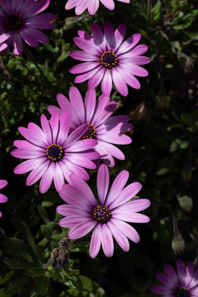 Dimorphotheca 1,400+ Dimorphotheca Stock Photos, Pictures & Royalty-Free Images - iStock