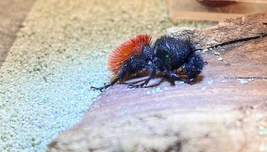 Velvet ants get their name from the red velvet on their backs. Although they are called ants, this insect is actually a wasp. These ants can be found in many states, including Arizona.