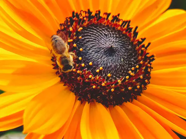 Photo of Bee on Sunflower