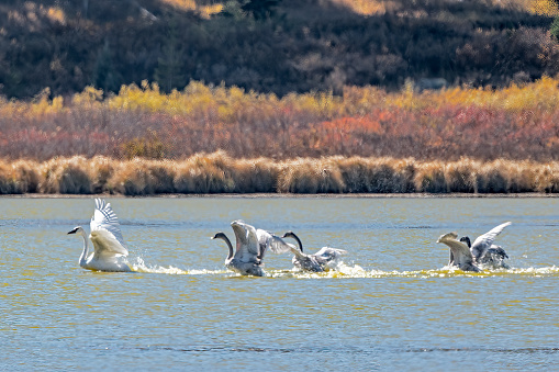 Learning to fly - Trumpeter Swan family with parent and four juveniles on Swan Lake in northern Yellowstone National Park. One parent is out of the frame behind the babies. The male swan is called a Cob. The female swan is called a Pen and the young of the year are called cygnets. The cygnets are beginning to spread their wings as they will soon be learning to fly. Nearby towns are West Yellowstone, Gardiner, Mammoth, Bozeman and Billings, Montana in western United States of America (USA).