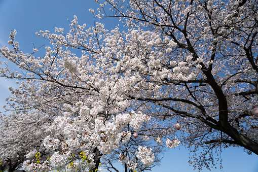 It was sunny on April 2, 2022. That 8 o'clock. I took a picture of the cherry blossoms in the morning sun with a Sony-α with a wide lens. The cherry blossoms in full bloom hung down to the ground under the weight of the flowers and looked like a waterfall.