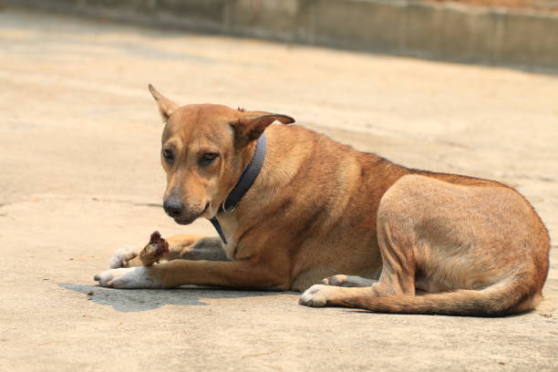 istock Brown Thai dog lying on the floor and eat bones. 1389228364