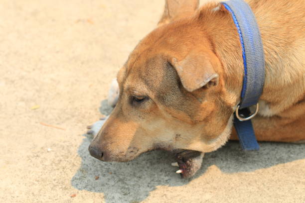 istock Brown Thai dog lying on the floor and eat bones. 1389228369