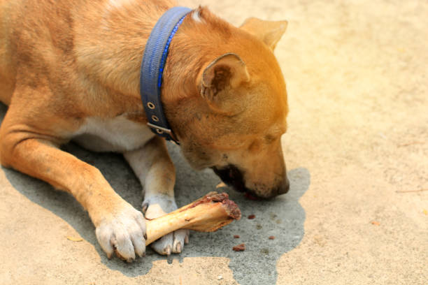 istock Brown Thai dog lying on the floor and eat bones. 1389228376
