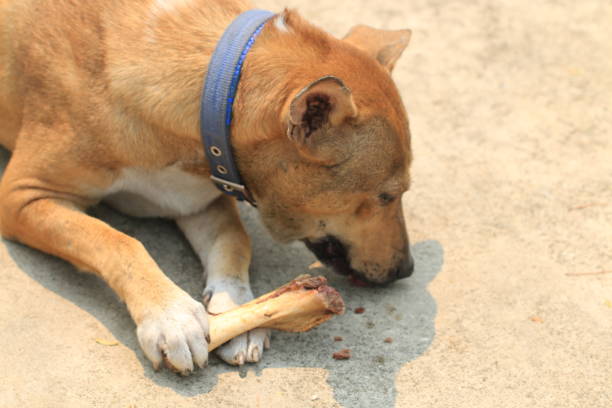 istock Brown Thai dog lying on the floor and eat bones. 1389228428