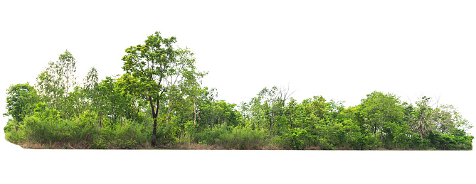 group green tree isolate on white background