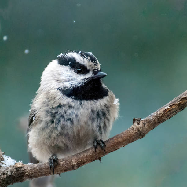 The Mountain Chickadee (Poecile gambeli) is a small songbird in the tit family Paridae.  Adults have a black cap joining a black stripe behind the eyes and distinctive white eyebrows. Their backs and flanks are gray with gray underparts.  They have a short black bill and a black bib.  The mountain chickadee inhabitants the mountainous regions of the western United States, ranging from the southern Yukon to California and the Rocky Mountain States.  They are monogamous and produce 1 to 2 broods per year.  The young stay in the nest for 21 days and are fed by both parents.  During the summer and breeding season their primary diet is insects.  Conifer and other seeds are part of the diet throughout the year.  The call of the mountain chickadee is a noisy chick-adee-dee-dee.  This chickadee was photographed in a snowstorm near Walnut Canyon Lakes in Flagstaff, Arizona, USA.