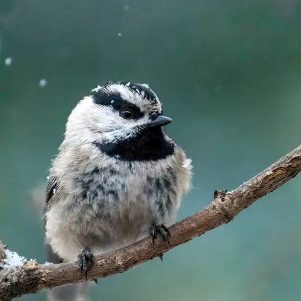 Photo of Mountain Chickadee in a Snowstorm