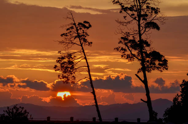 sunset in the mangrove forest