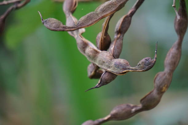 에리스리나 푸스카 (보라색 산호수, 갈리토, 보이스 이모텔, 부카요) 꽃. 잎을 끓여 가려움증을 위한 전통 의약으로 사용 - kane 뉴스 사진 이미지