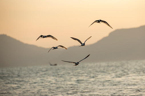 seagulls fly at sunset