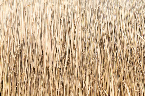 Top view of dried nipa palm leaf that is used to make a roof. stock photo
