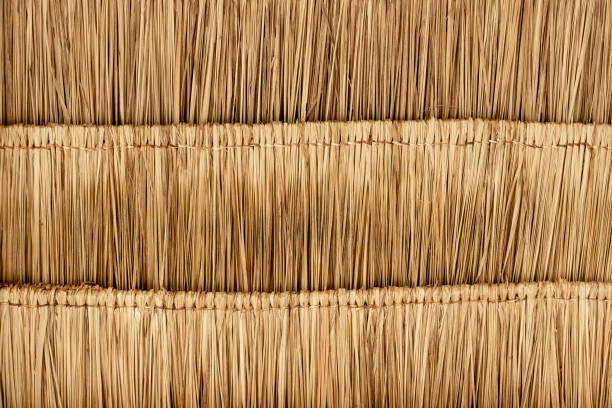 Under view of step dried nipa palm leaf that is used to make a roof. stock photo